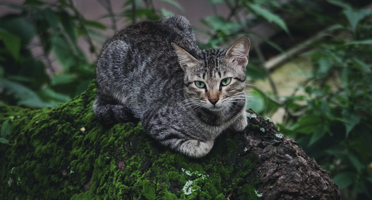 Cat litter is bad for the environment