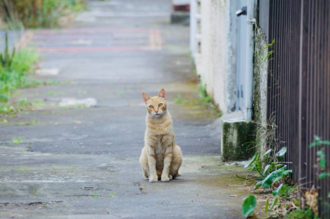 Toxoplasmosis